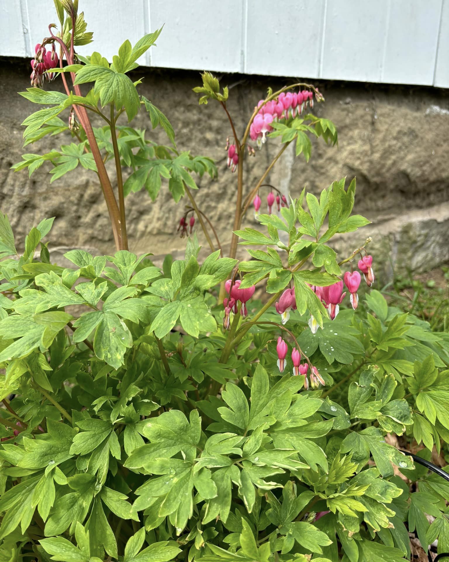 Bleeding Heart (Gloxinia - Achimenes)