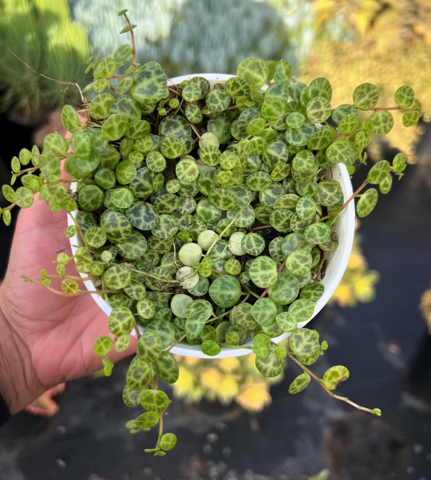 String of Turtles (Peperomia prostrata)