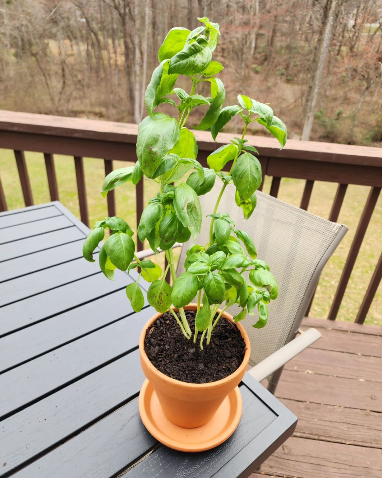 50 Unique Edible Plants You Can Grow Indoors - Planted Shack