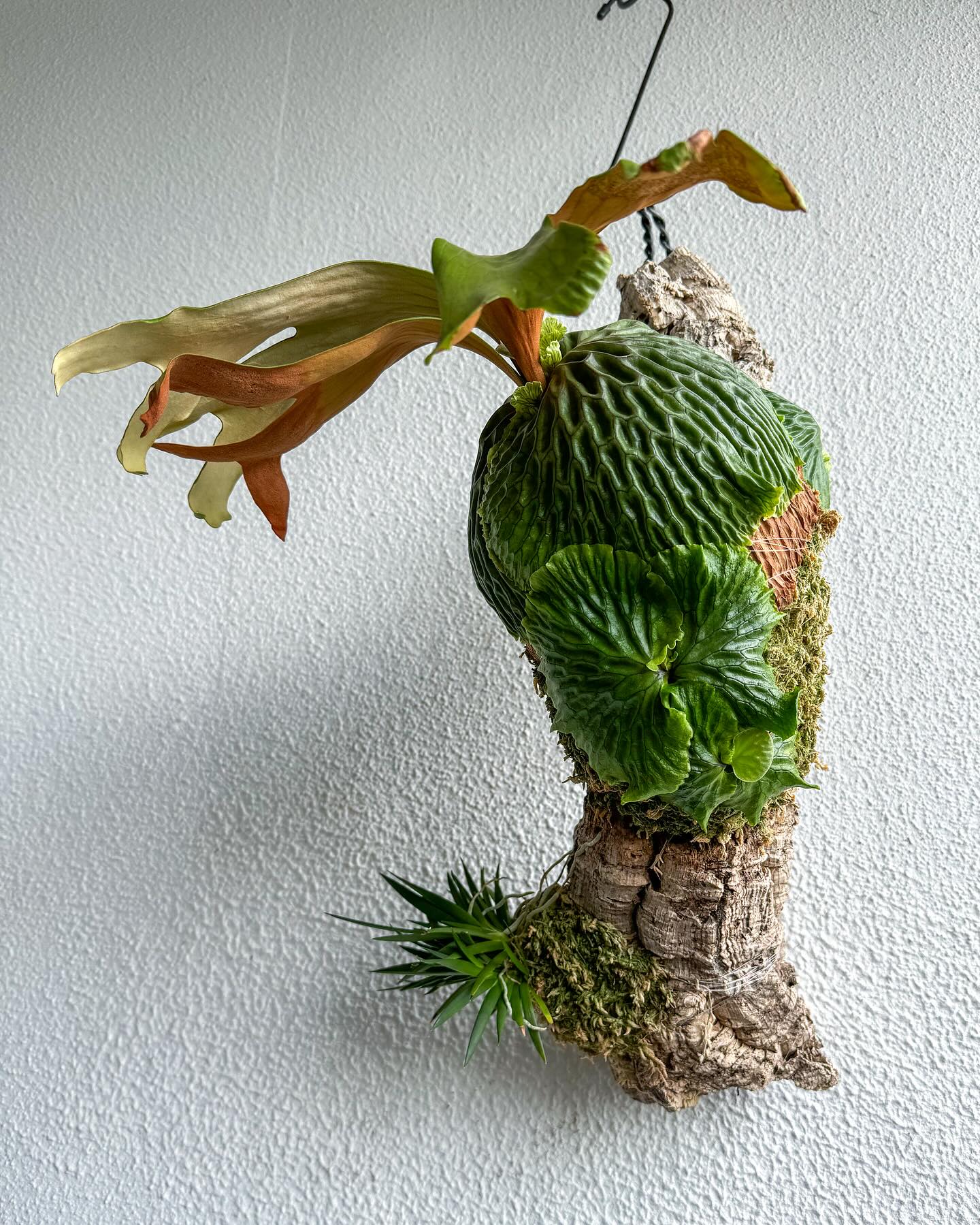 Staghorn Fern (Platycerium)