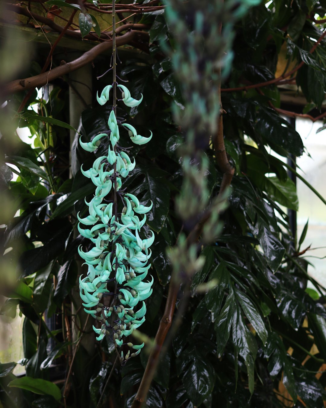 Jade Vine (Strongylodon macrobotrys)