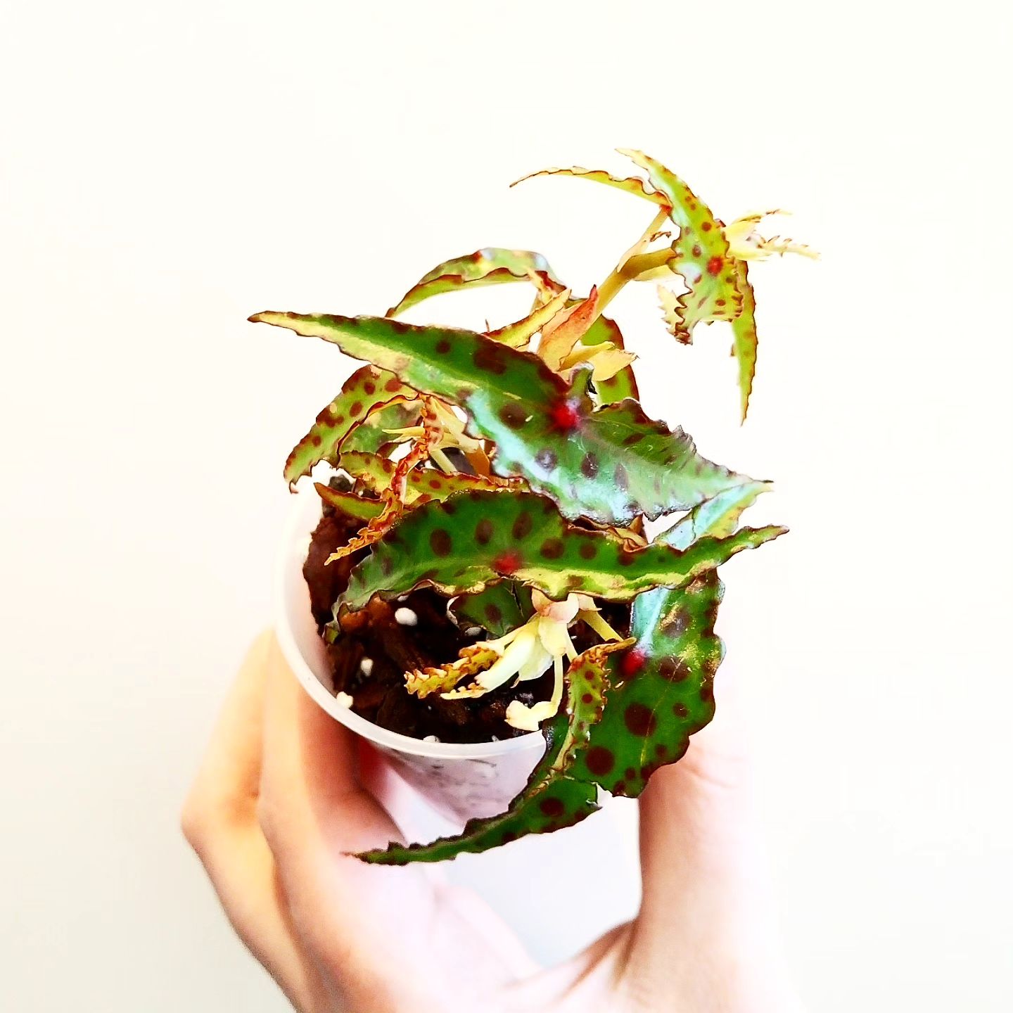 Ponytail Begonia (Begonia bowerae)