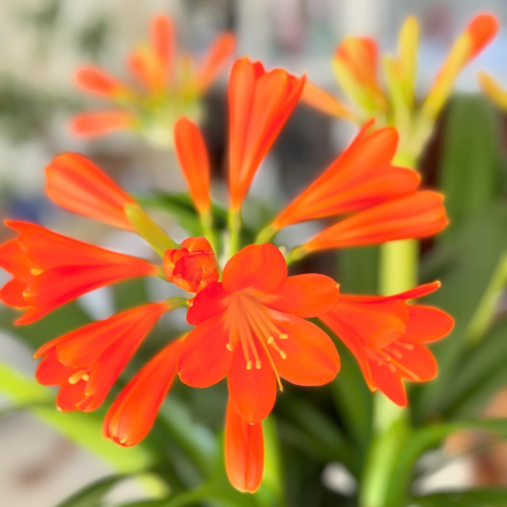 Clivia