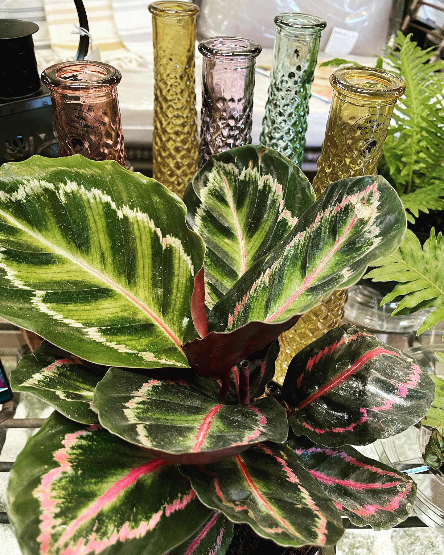 Batik Calathea (Calathea ornata)