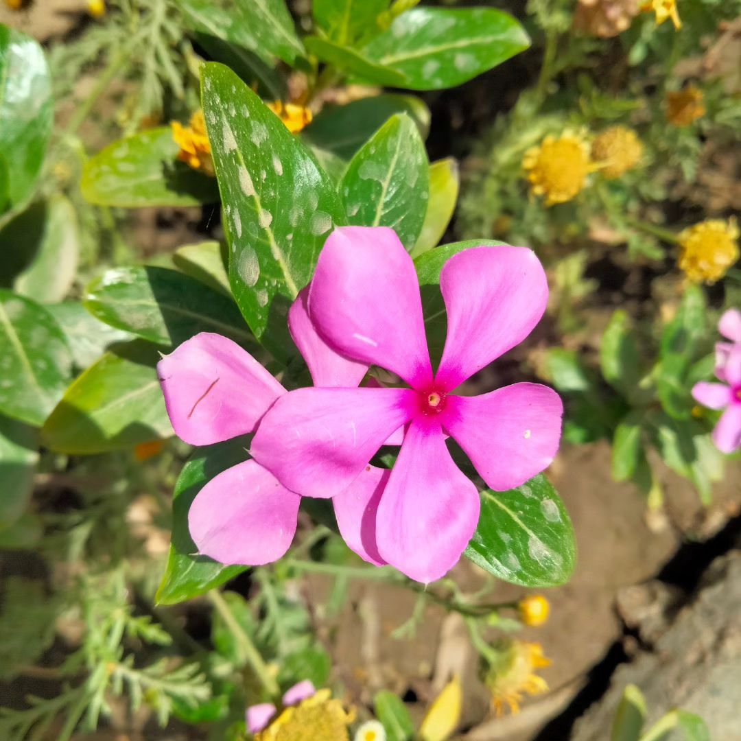 Periwinkle (Vinca spp.)