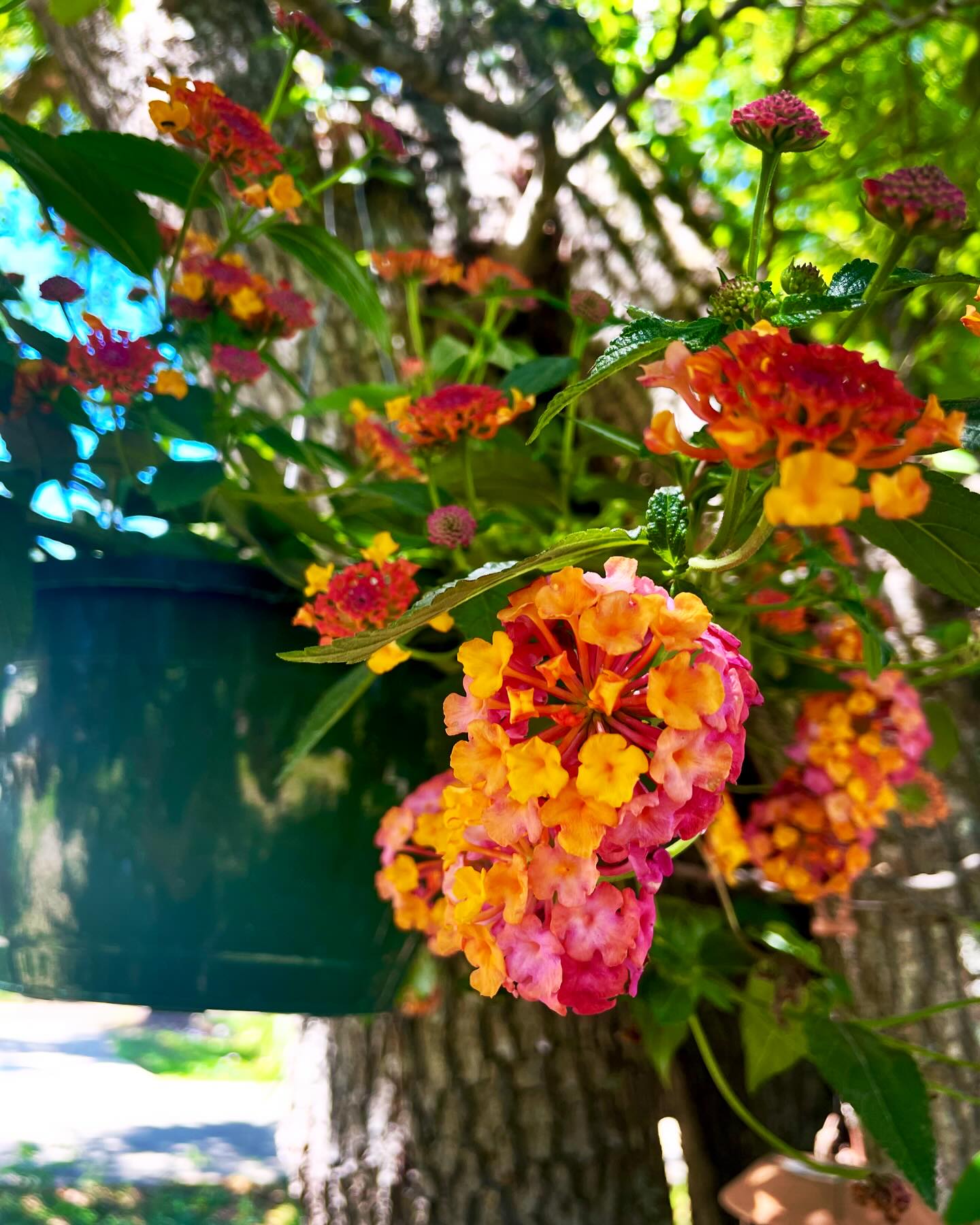 Lantana (Lantana spp.)