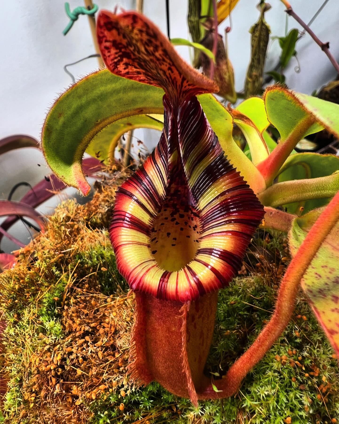 Pitcher Plant (Nepenthes)