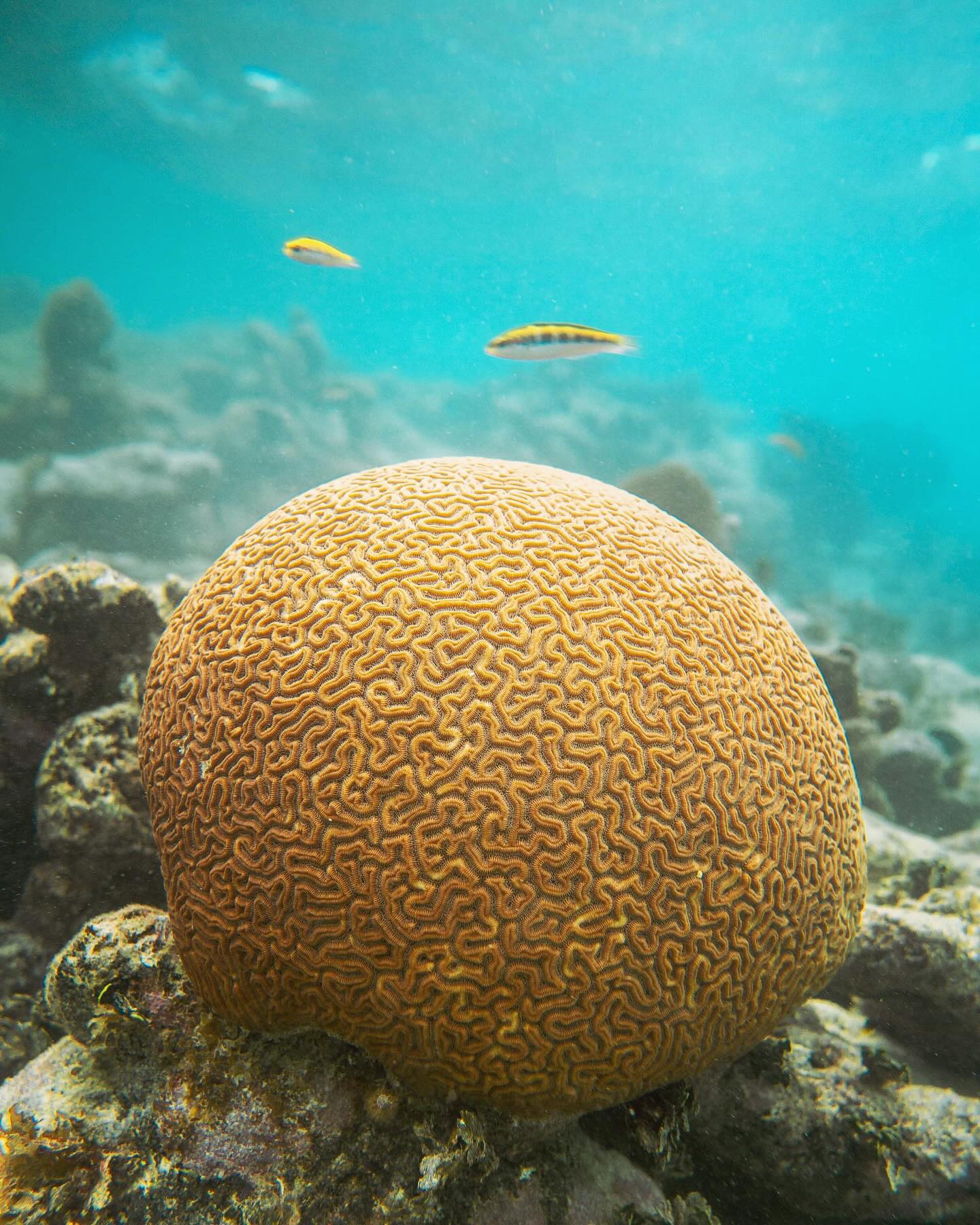 Brain Coral (Favia spp.)