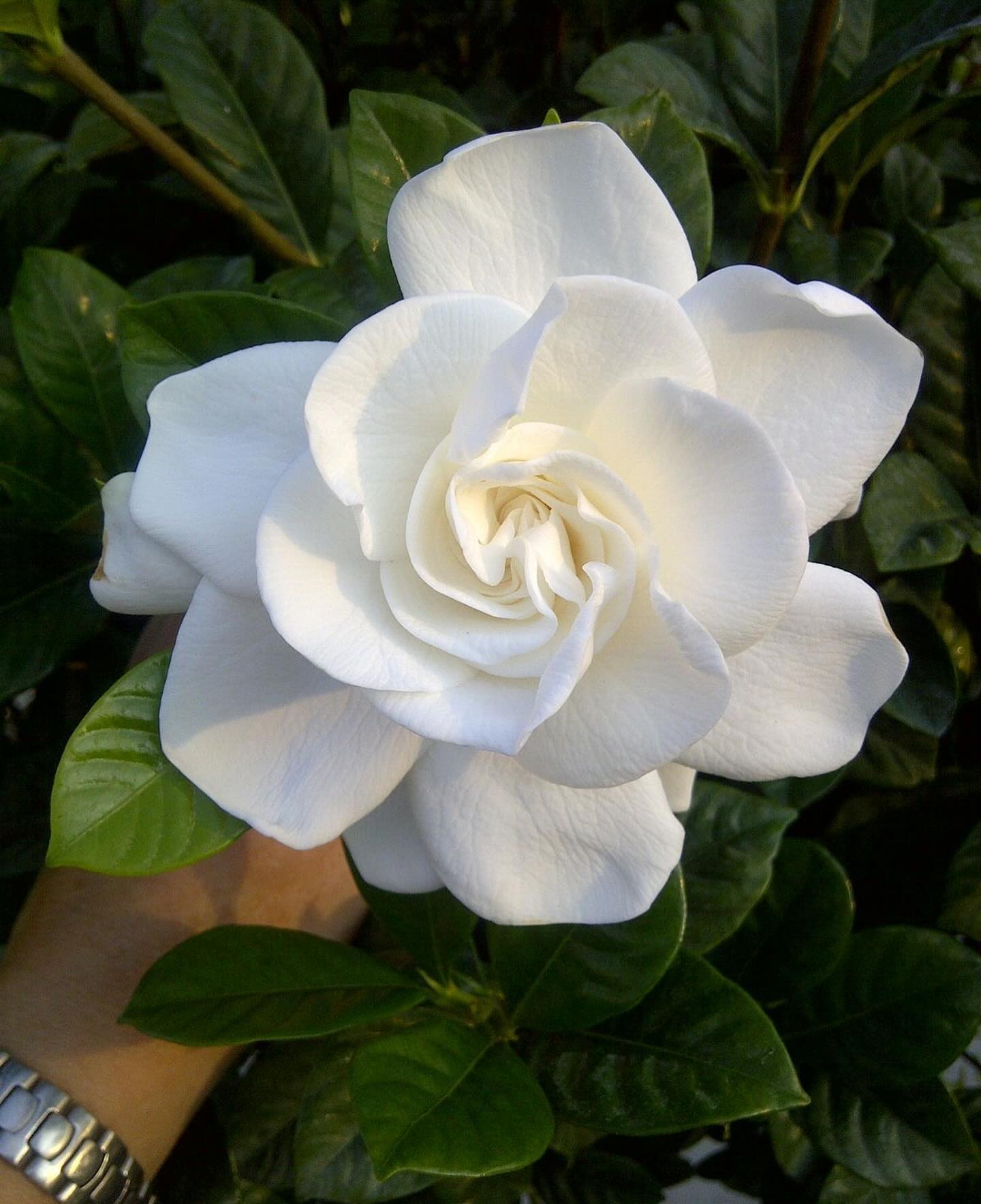 Gardenia