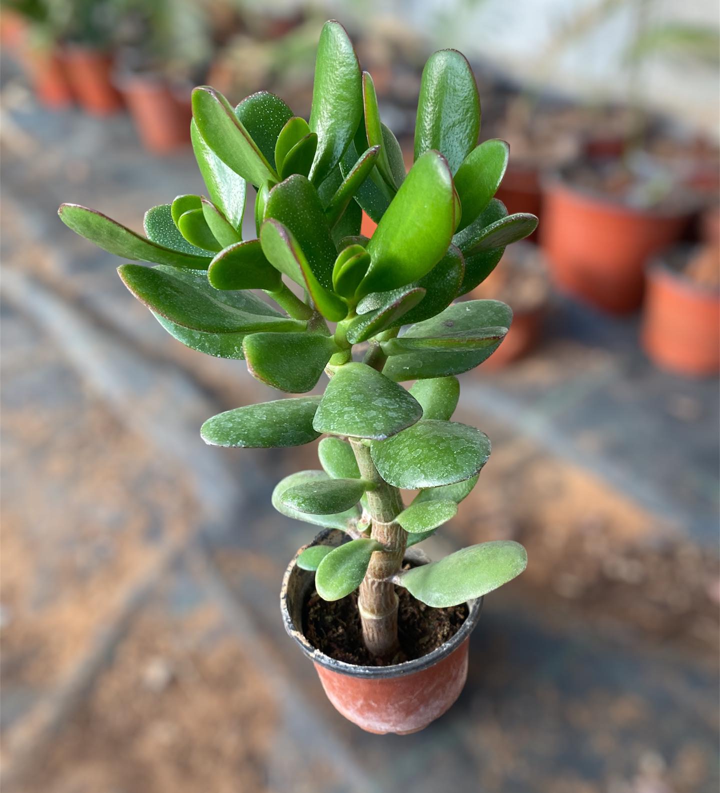Jade Plant (Crassula ovata)