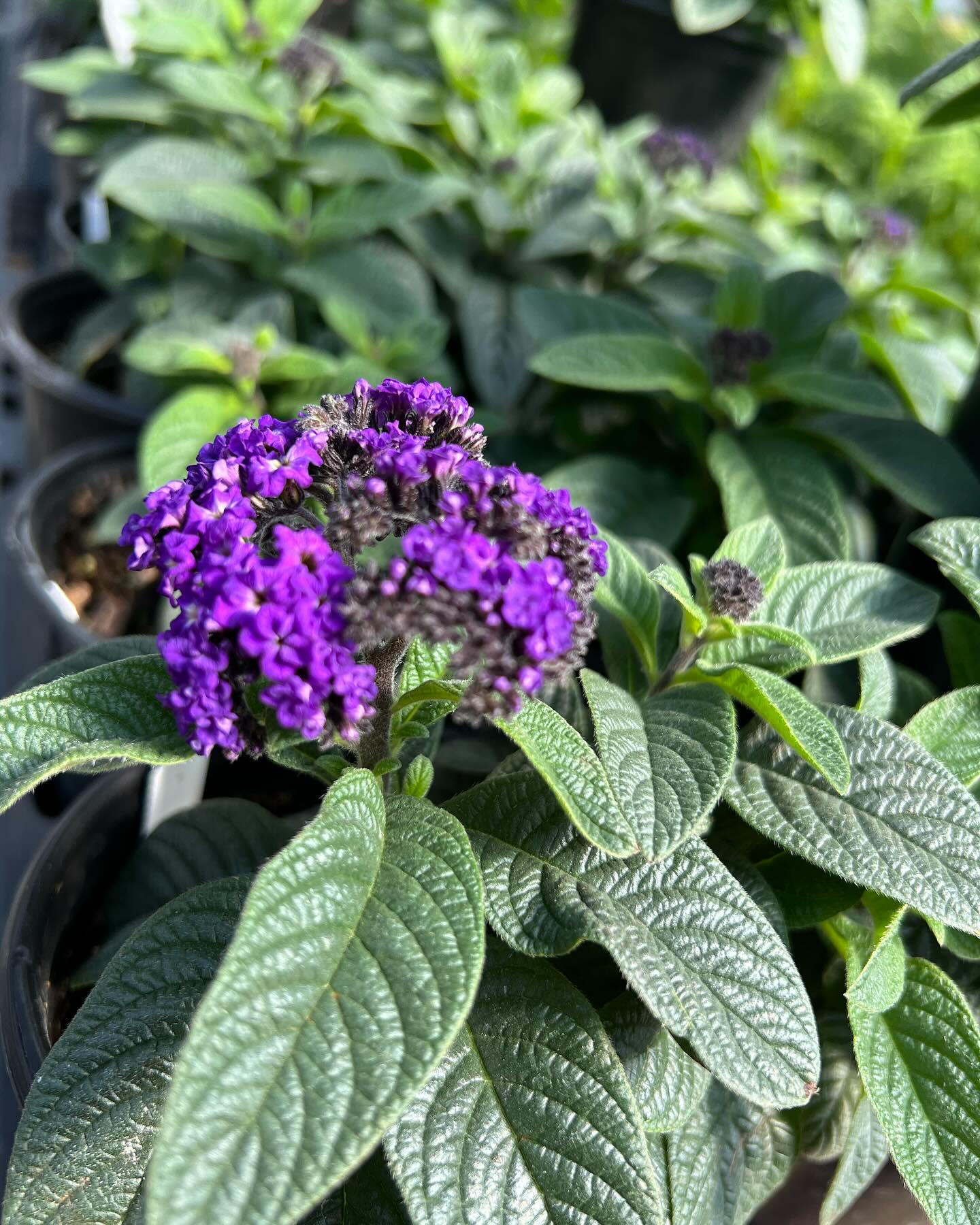 Heliotrope