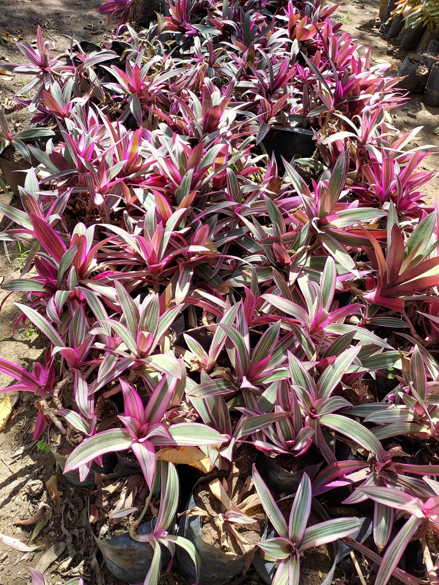 Oyster Plant (Tradescantia spathacea)
