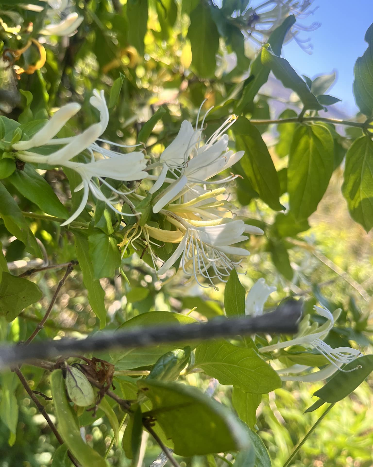 Honeysuckle