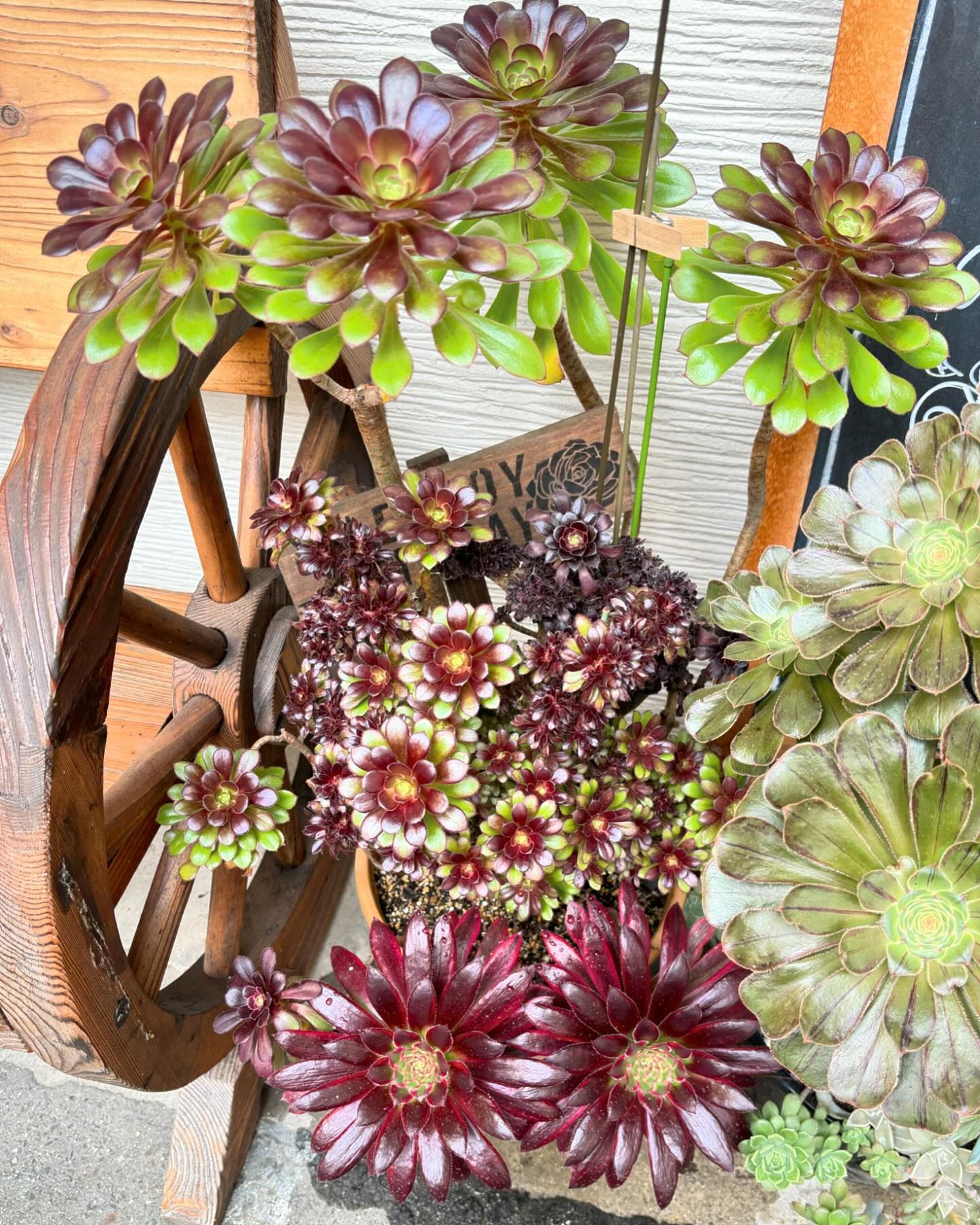 Aeonium
