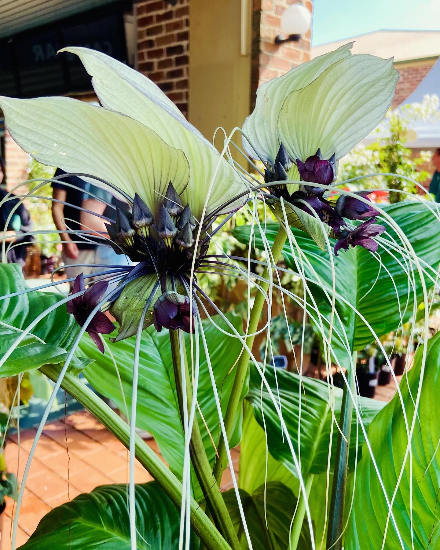 White Bat Flower (Tacca integrifolia)