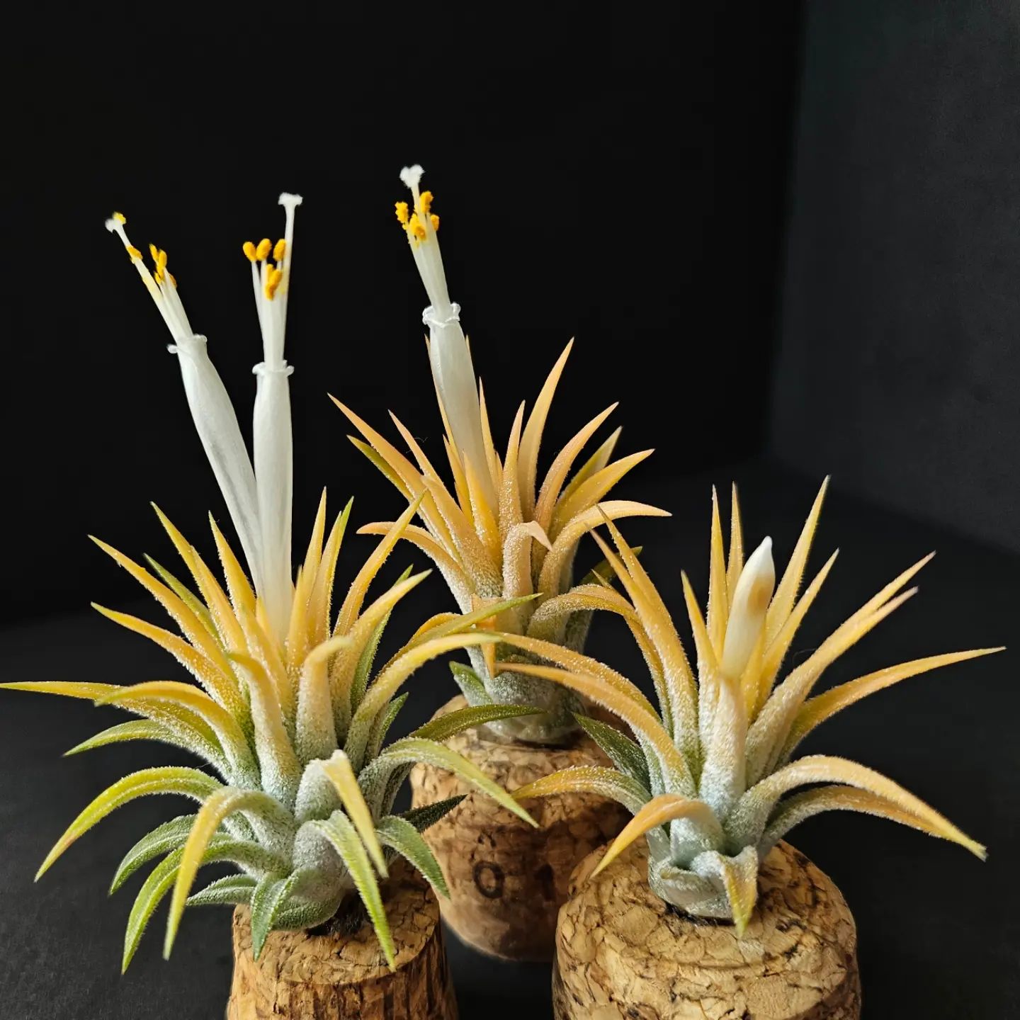 Air Plants (Tillandsia)