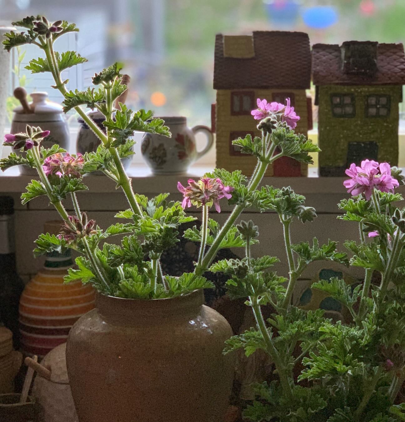 Scented Geraniums
