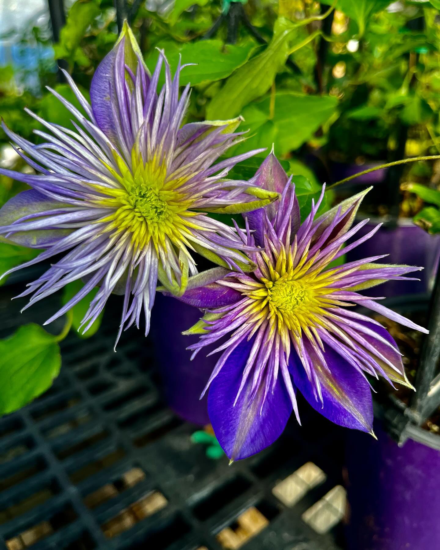 Clematis (Clematis spp.)