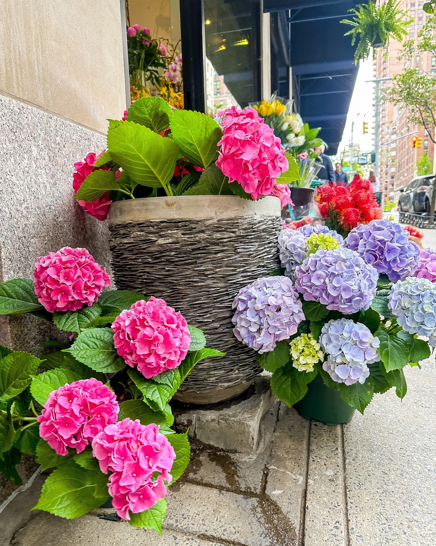 Hydrangea (Hydrangea spp.)