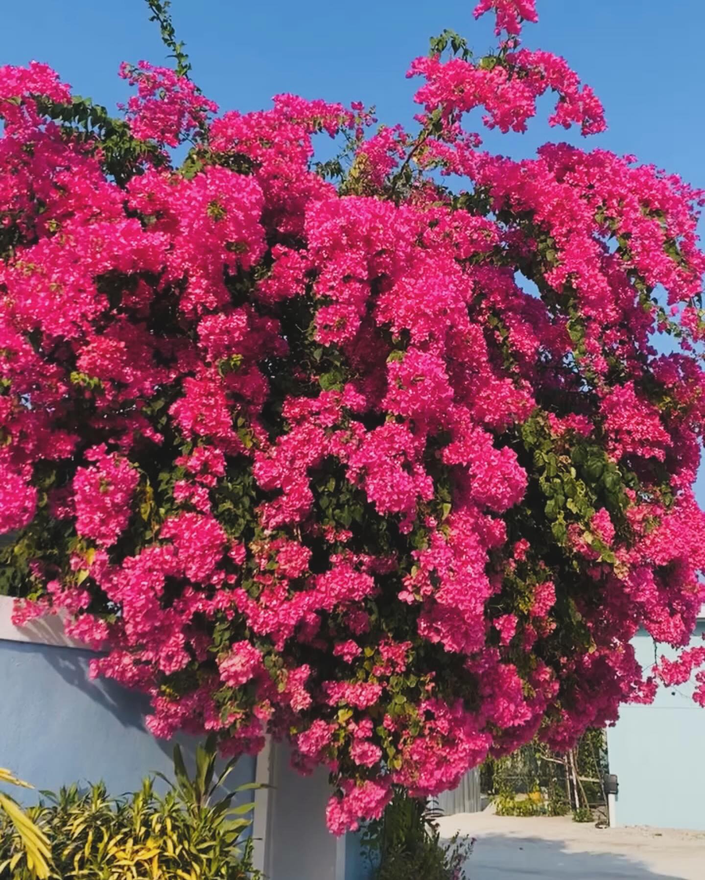 Bougainvillea
