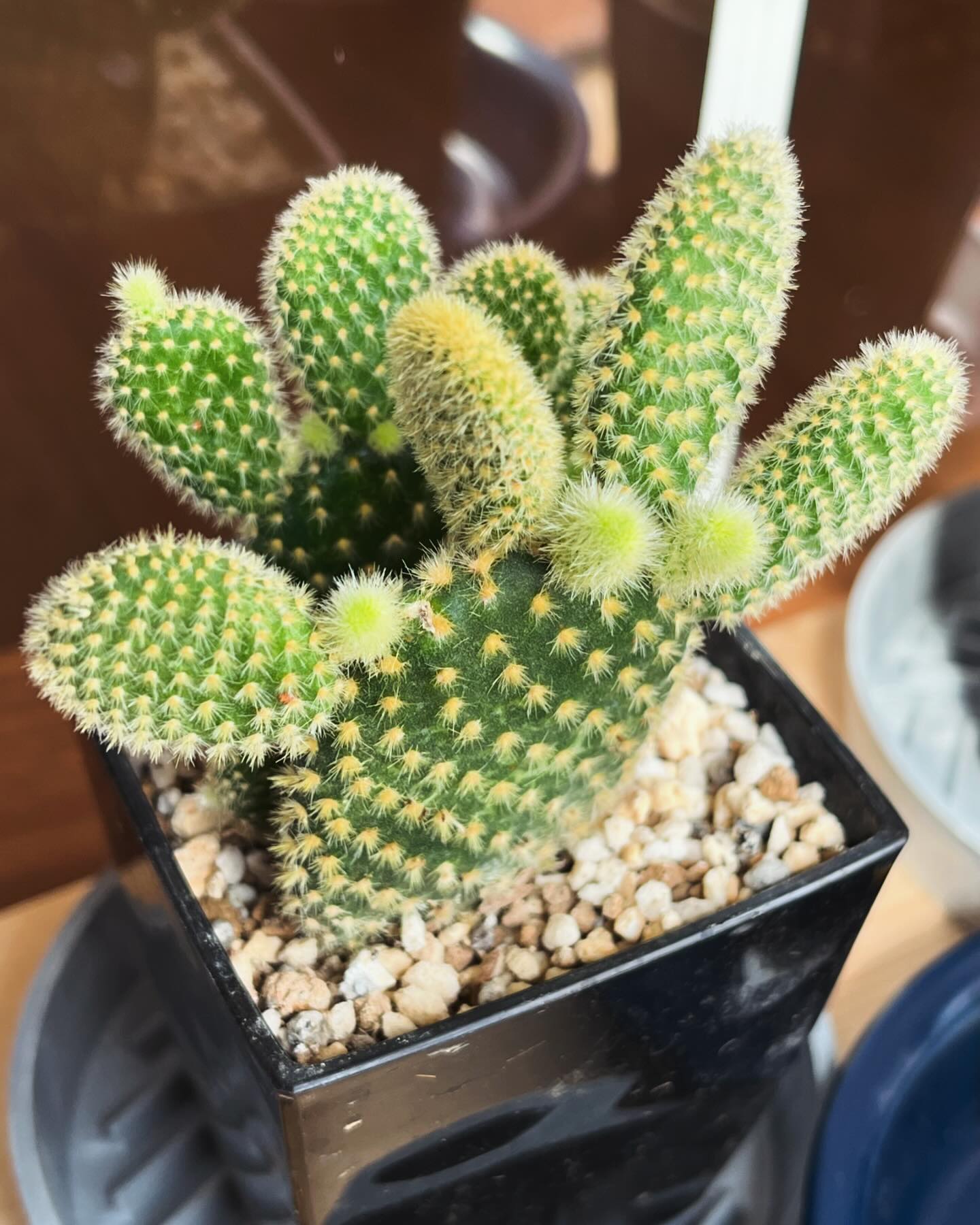 Rabbit Ear Cactus (Opuntia microdasys)