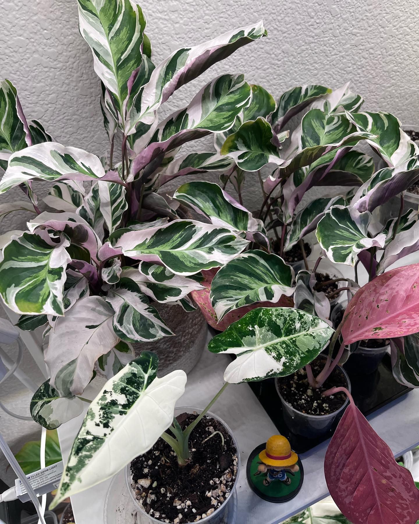 Calathea