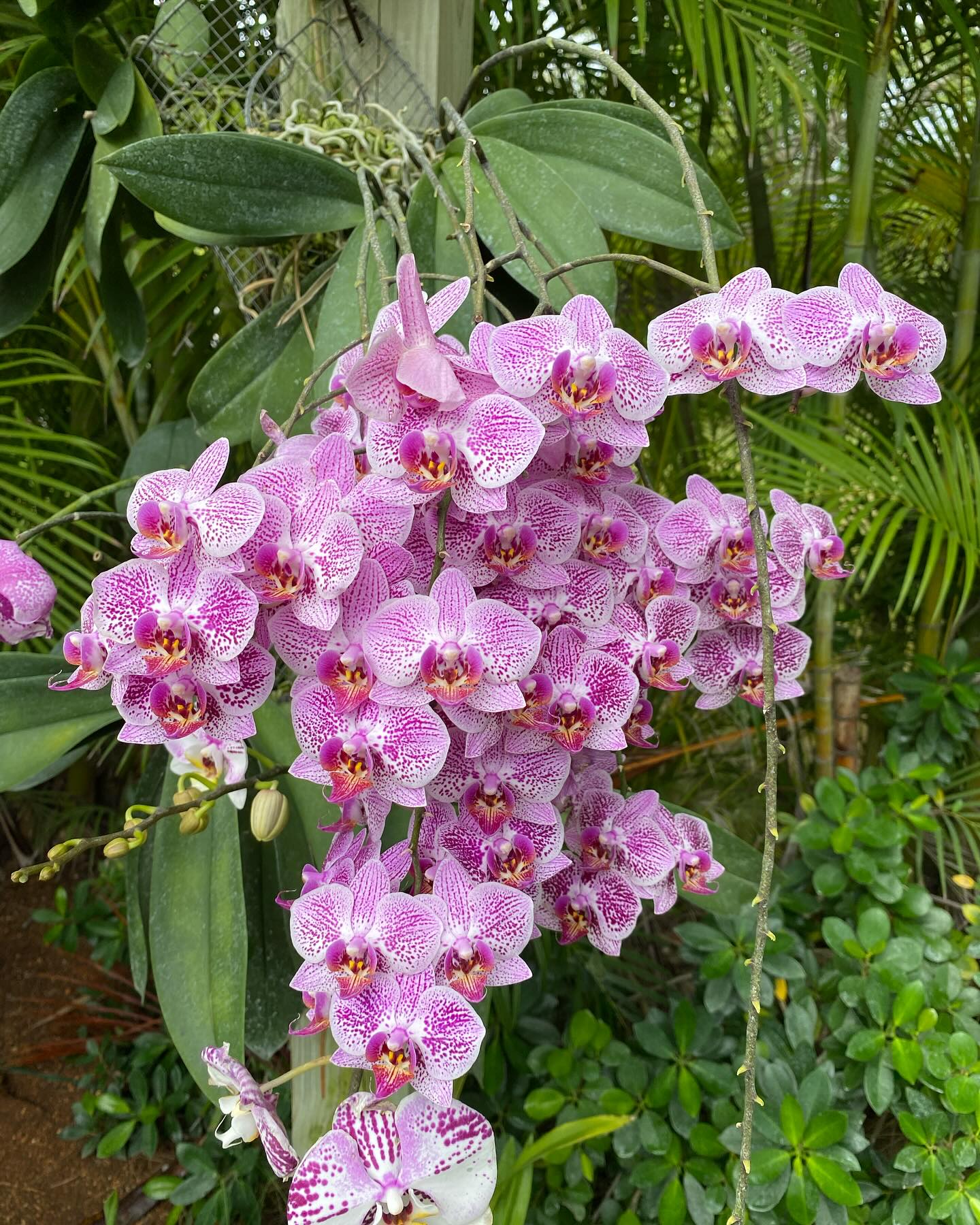 Orchid (Phalaenopsis)