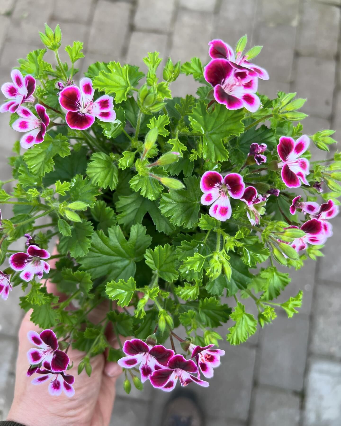 Geranium