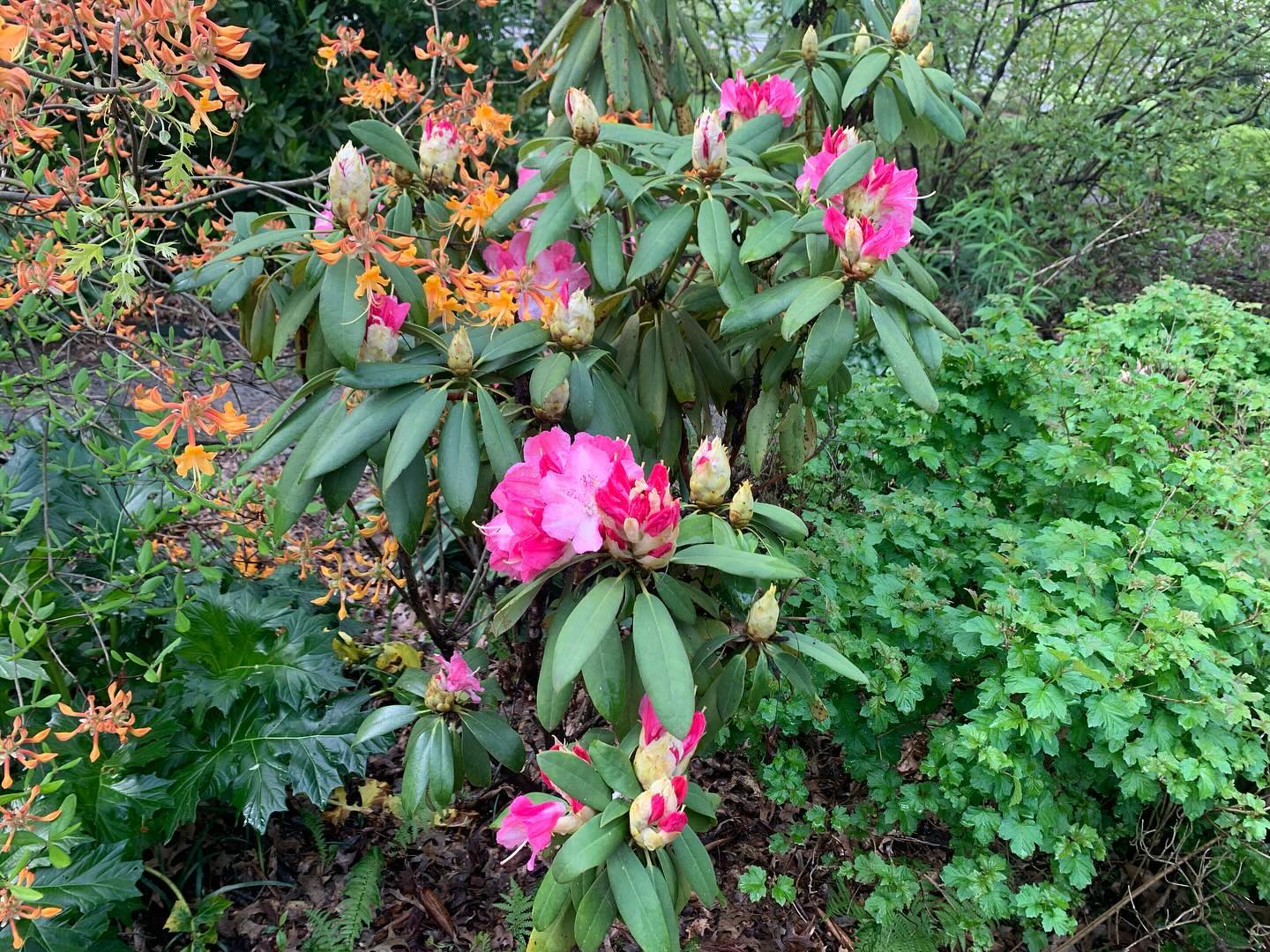 Rhododendron and Azalea (Rhododendron spp.)