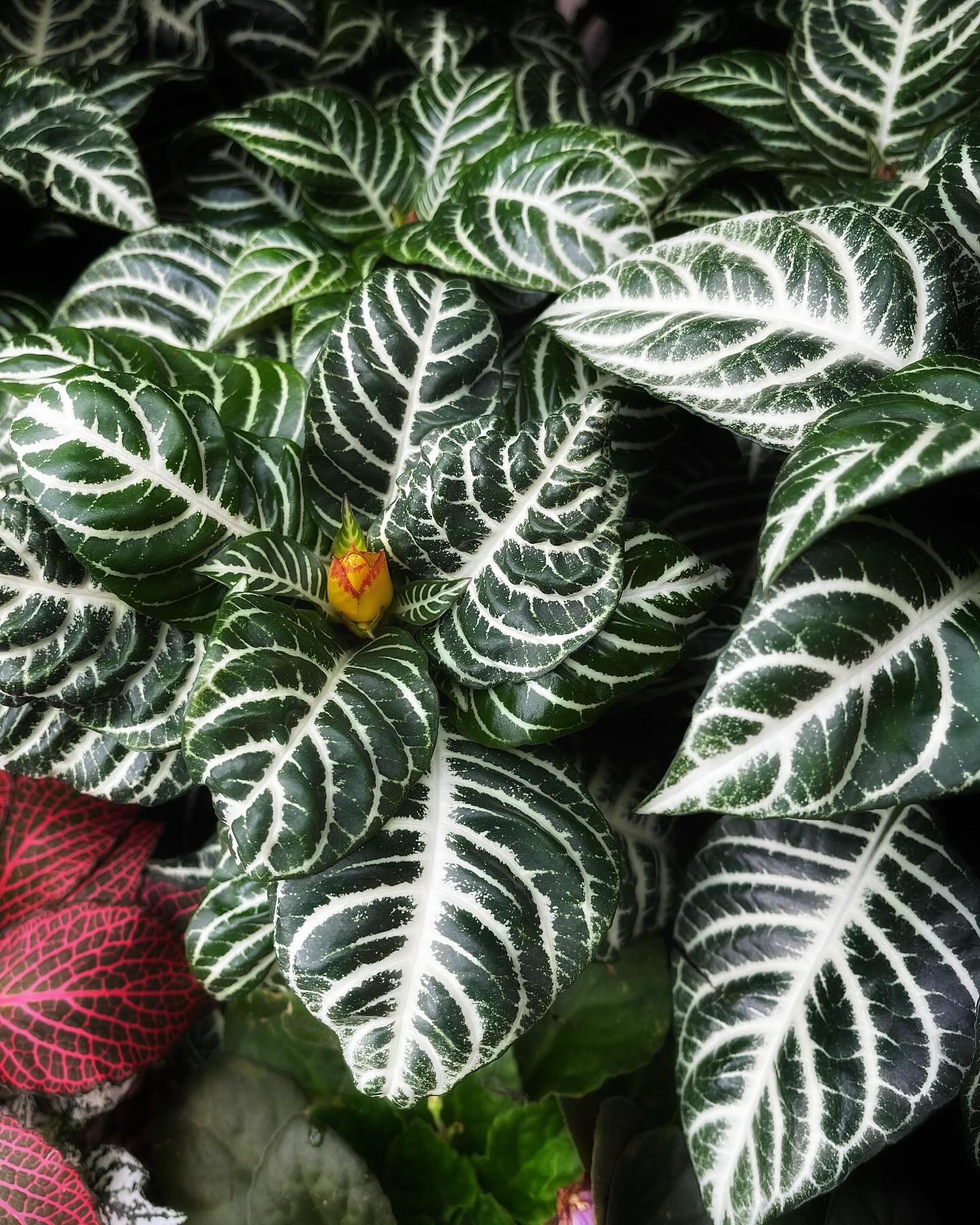 Zebra Plant (Aptenia cordifolia)