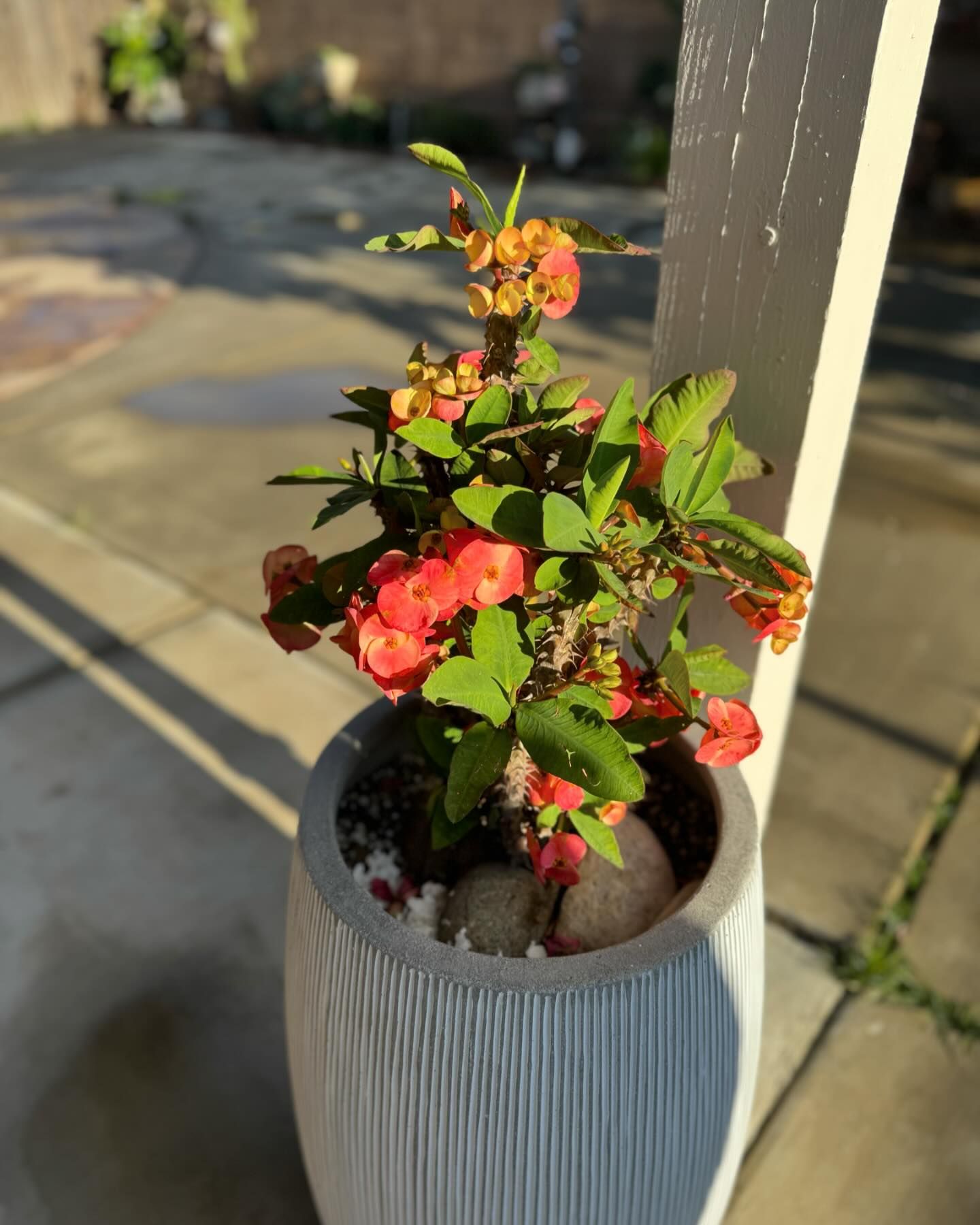 Crown of Thorns (Euphorbia milii)