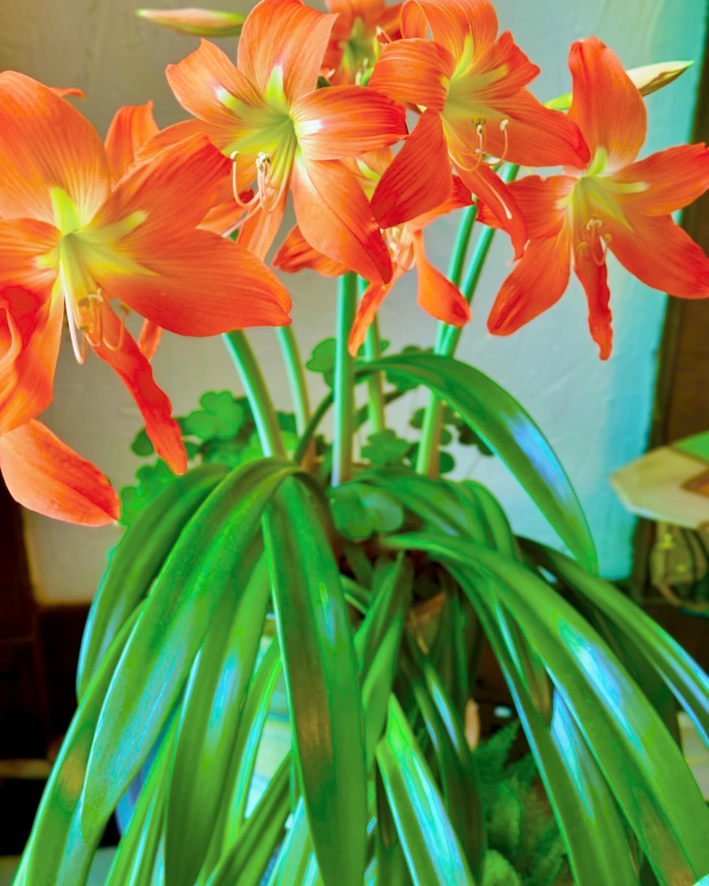 Amaryllis (Hippeastrum spp.)