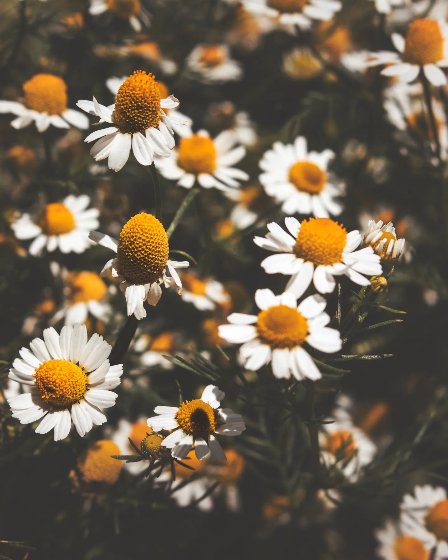 Chamomile