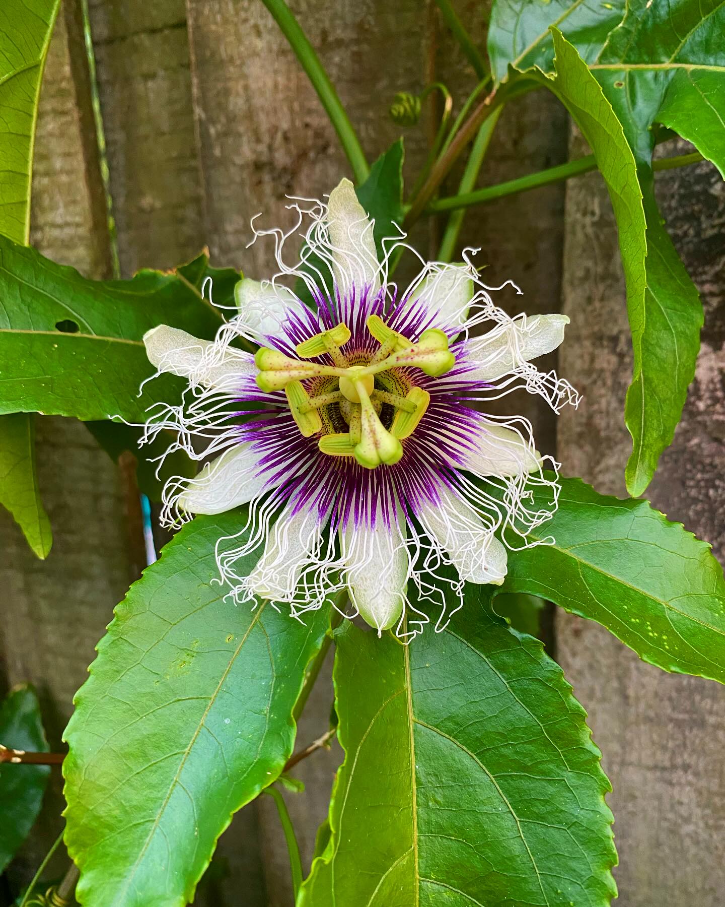 Passion Flower (Passiflora spp.)