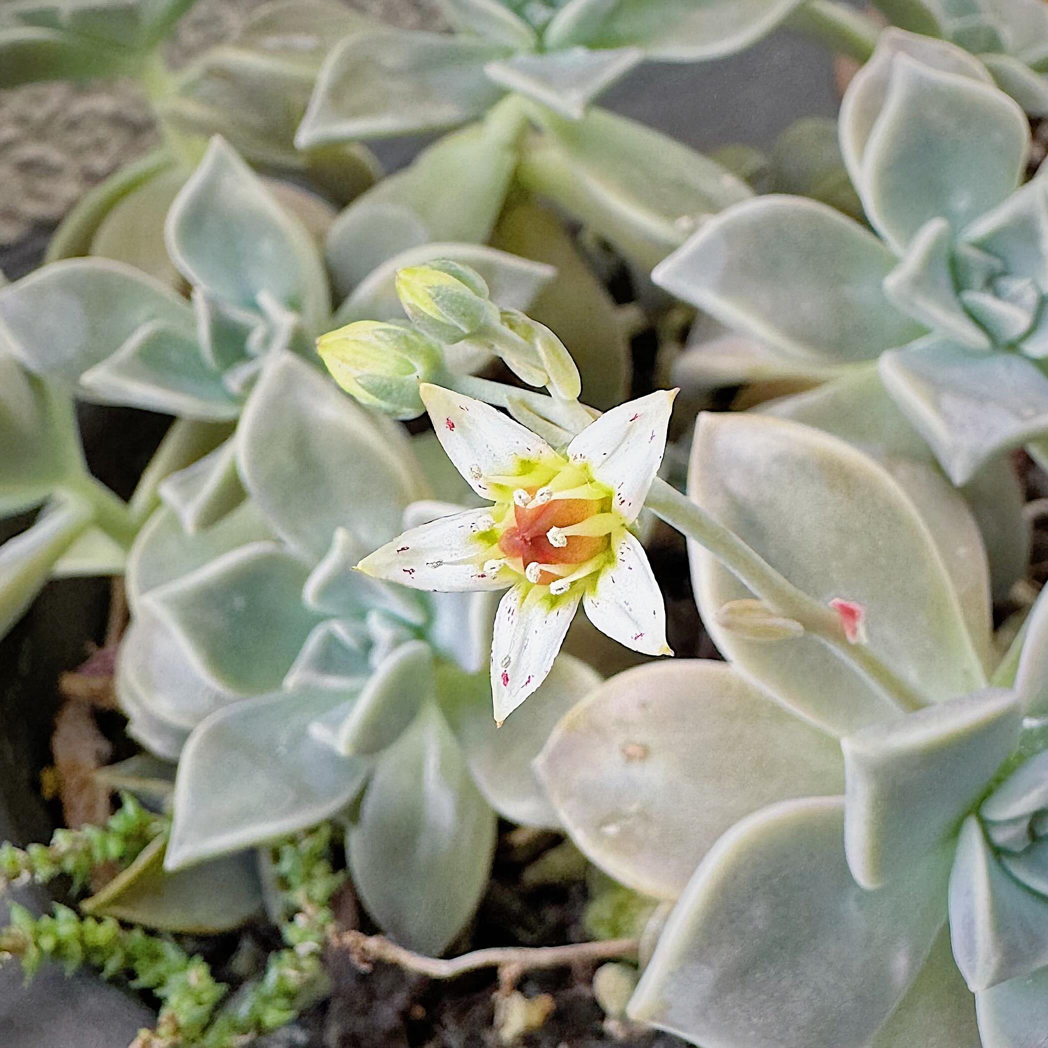Ghost Plant (Graptopetalum paraguayense)
