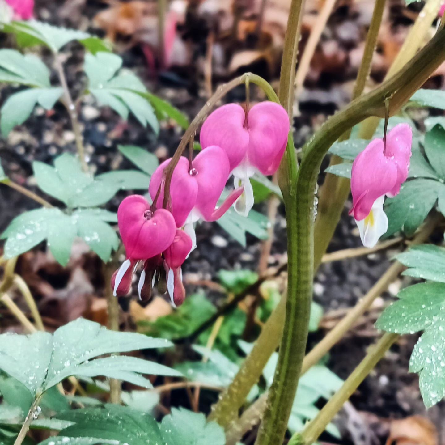 Bleeding Heart (Dicentra spp.)