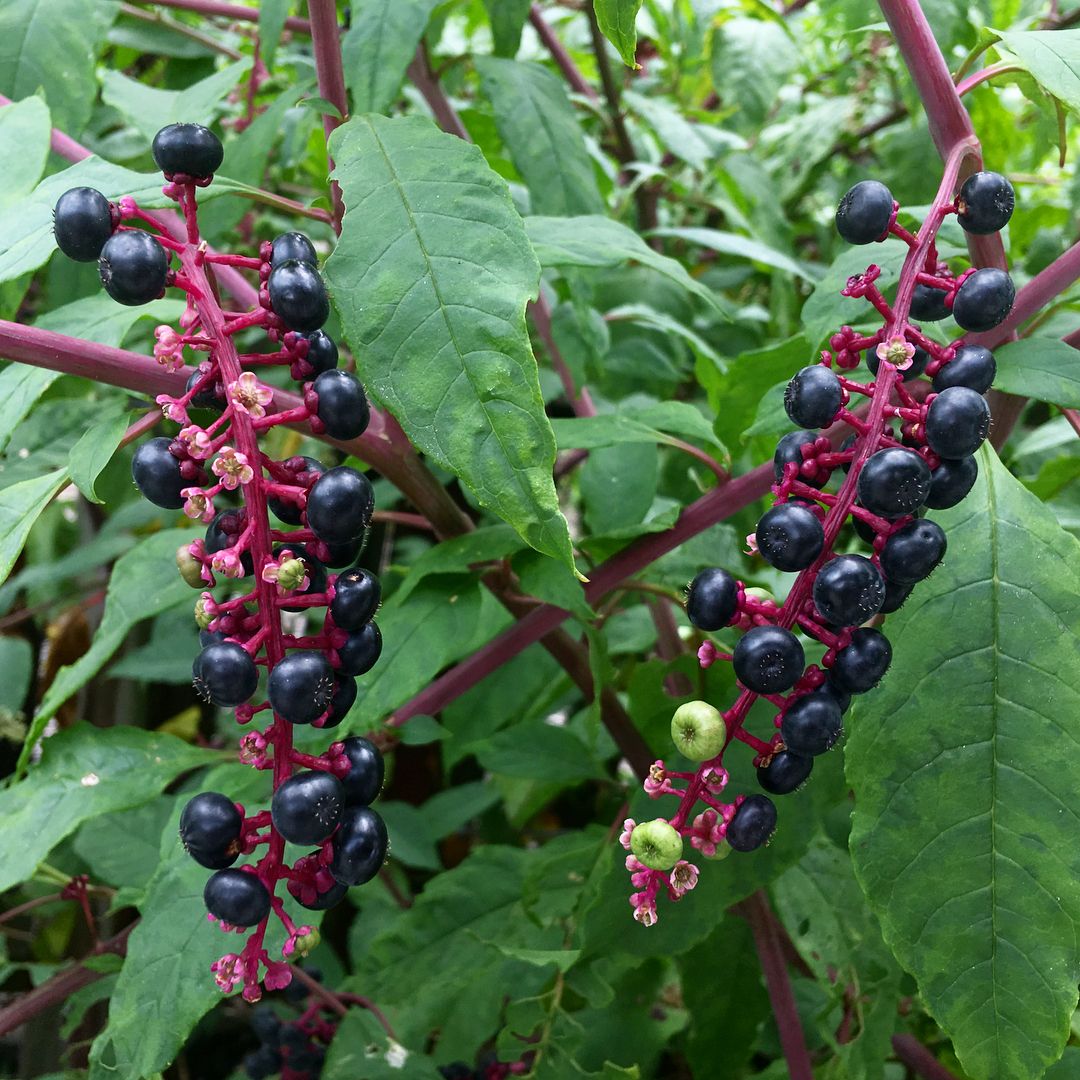 Pokeweed (Phytolacca americana)
