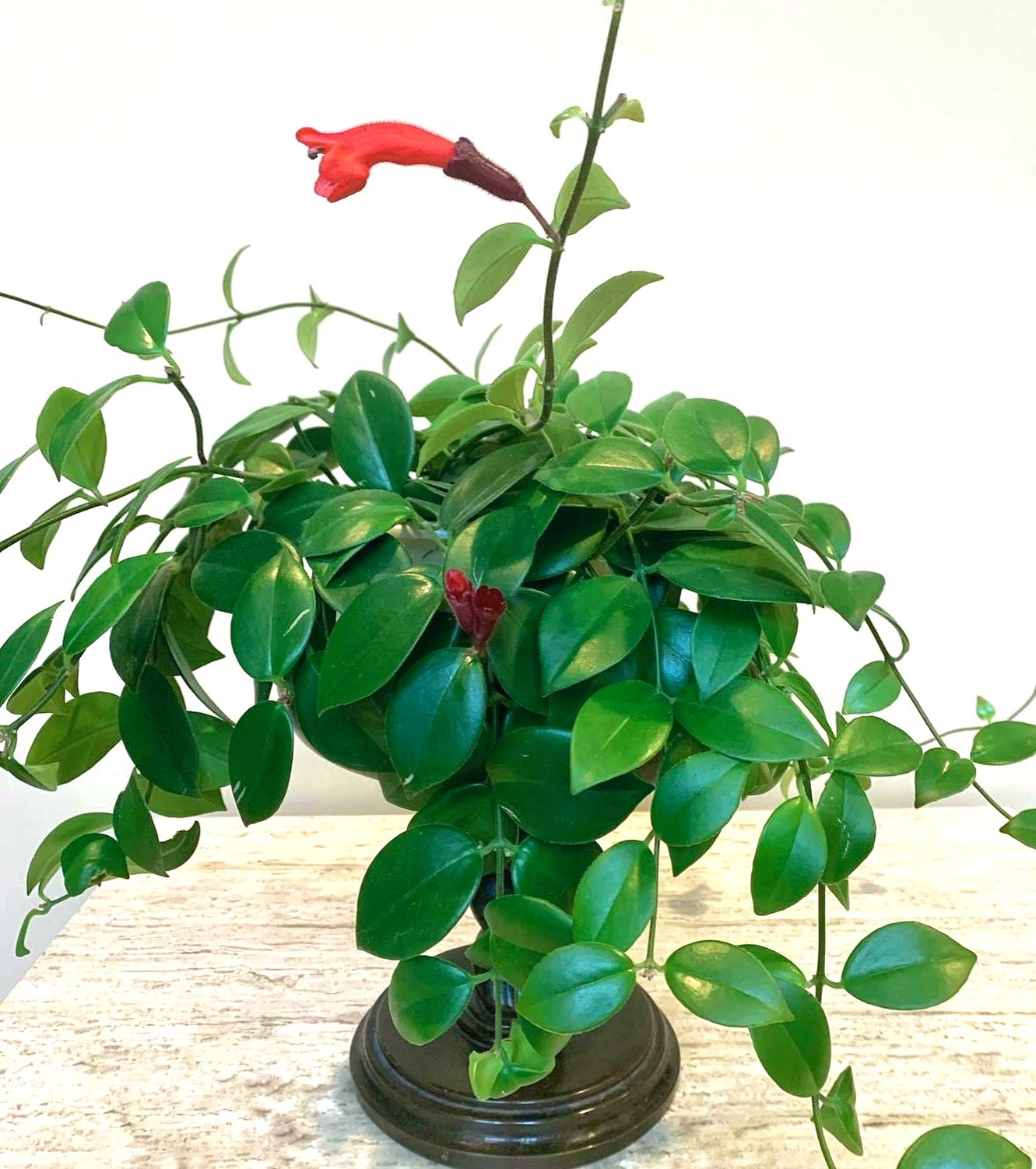Lipstick Plant (Aeschynanthus)