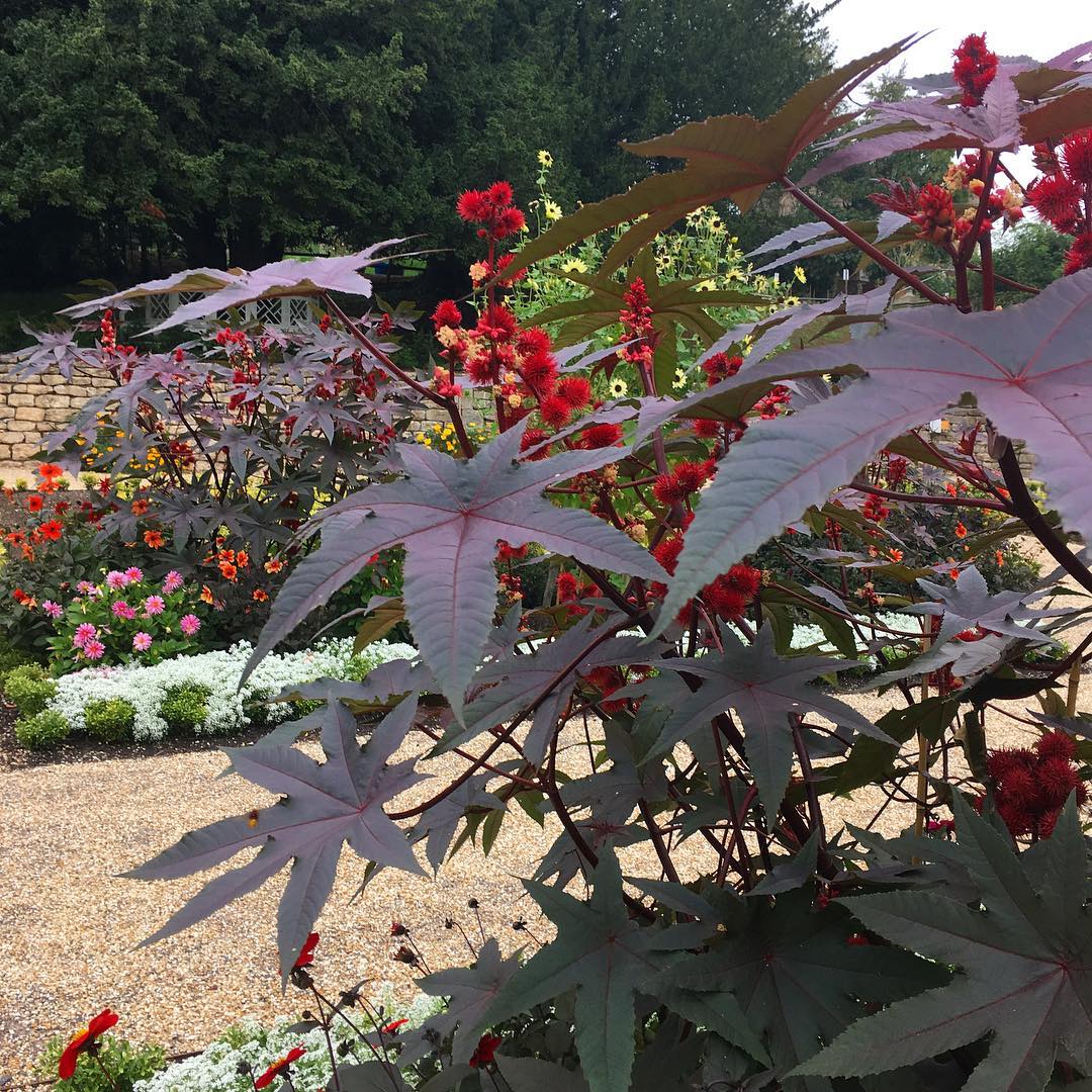 Castor Bean Plant (Ricinus communis)