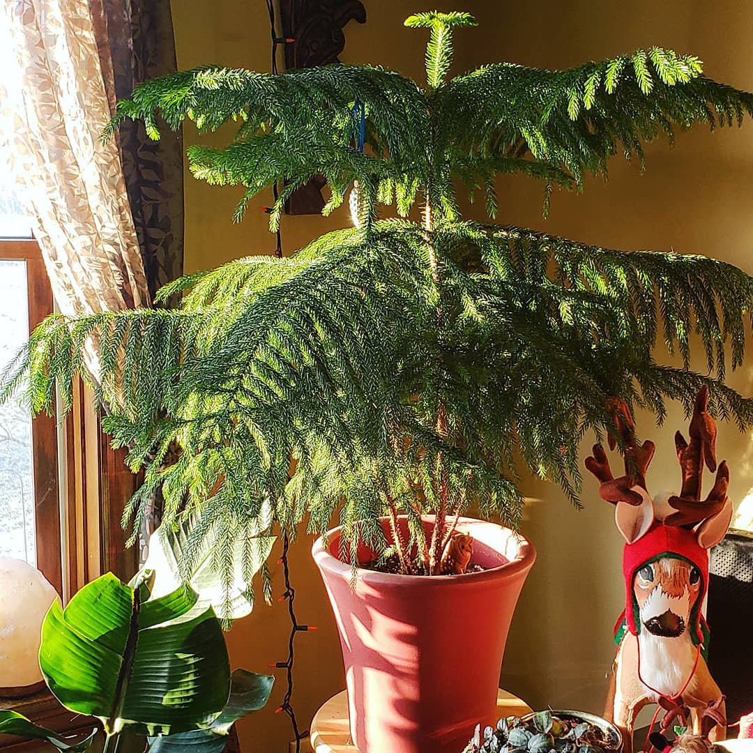 Norfolk Island Pine