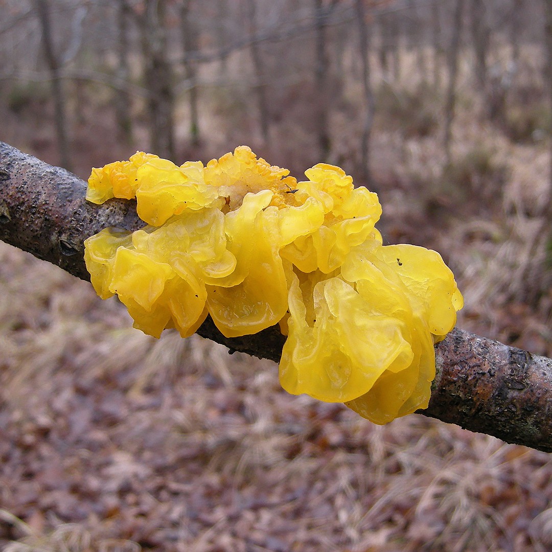 Witches' Butter (Tremella mesenterica)