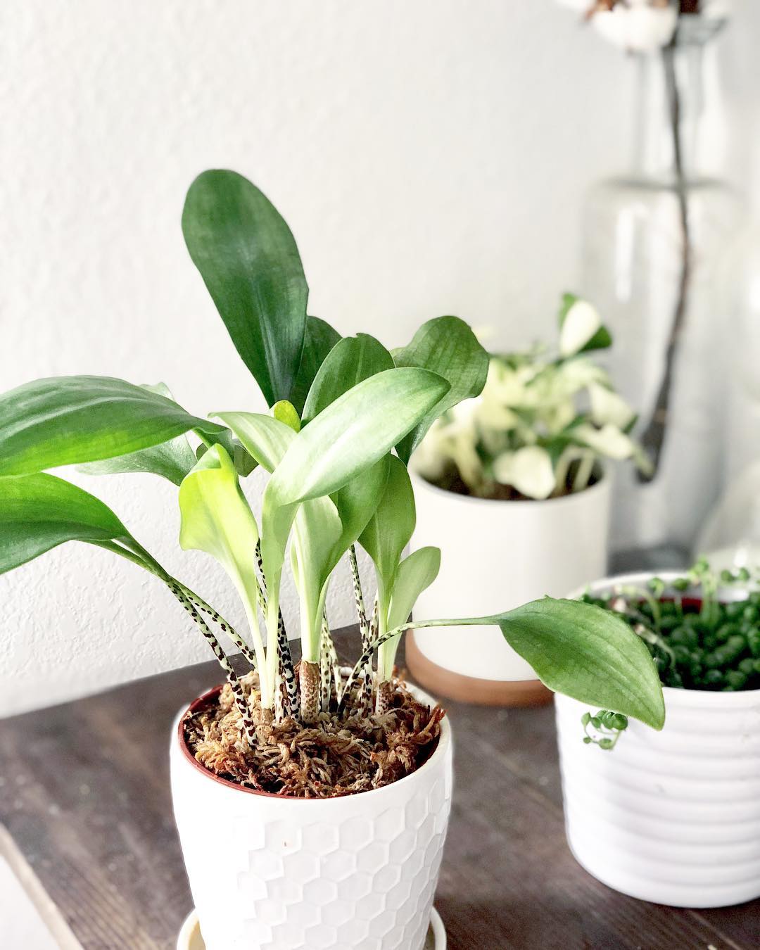 Cast Iron Plant (Aspidistra elatior)