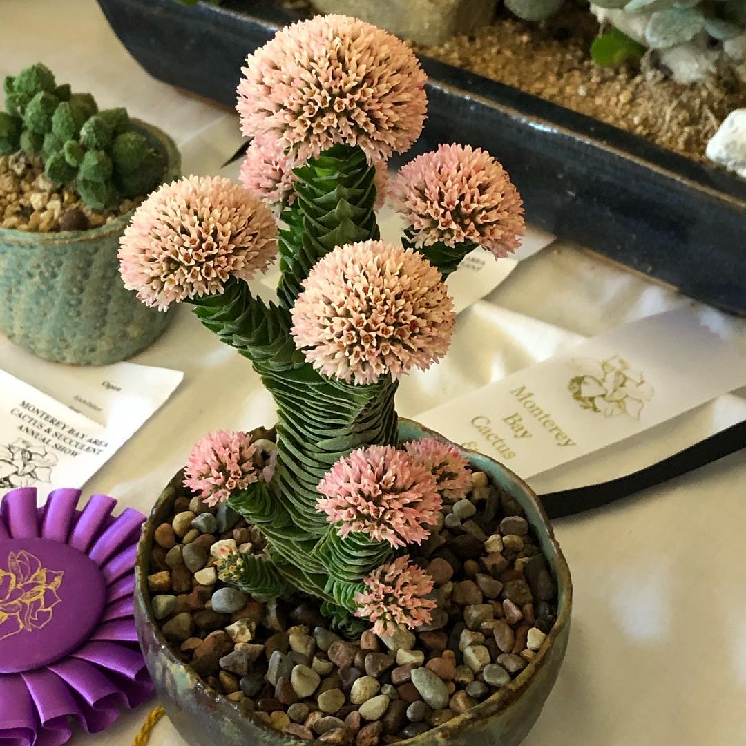 Crassula Buddha's Temple (Crassula Pyramidalis)
