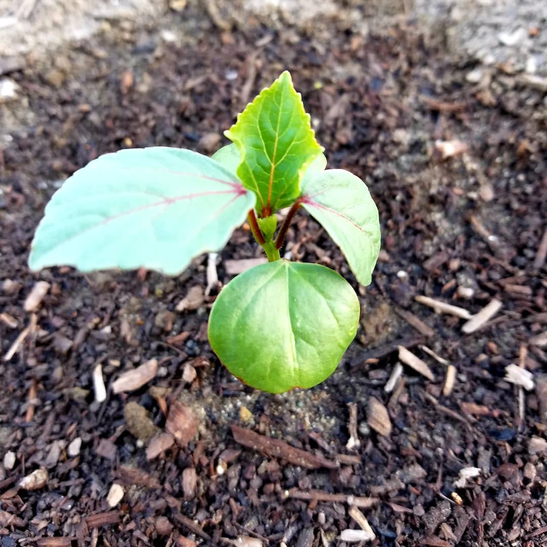 Tulsi (Holy Basil)