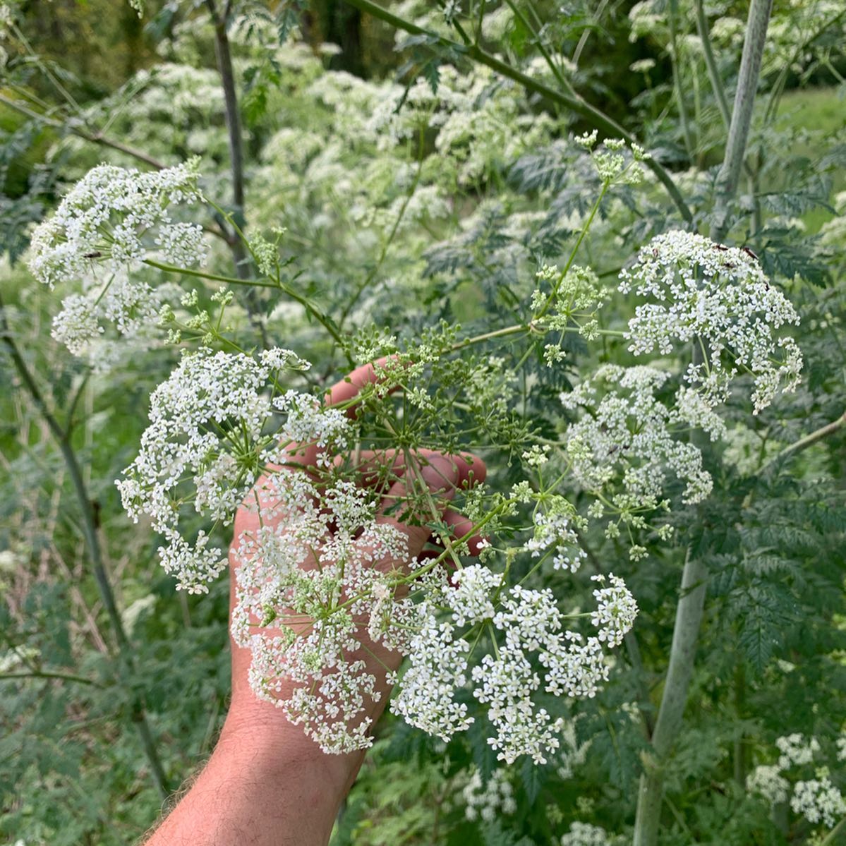 Hemlock (Conium maculatum)