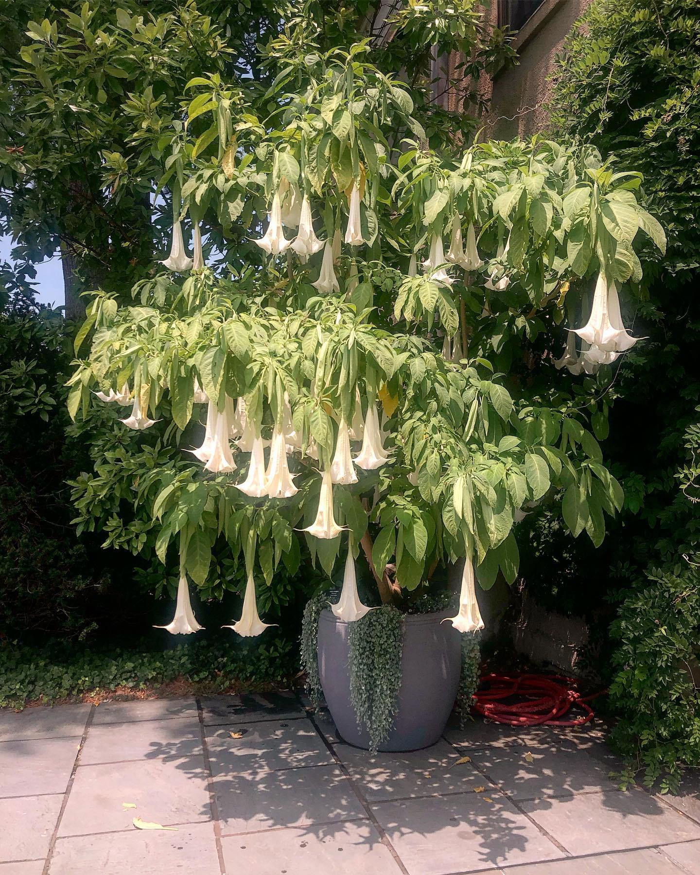 Angel's Trumpet