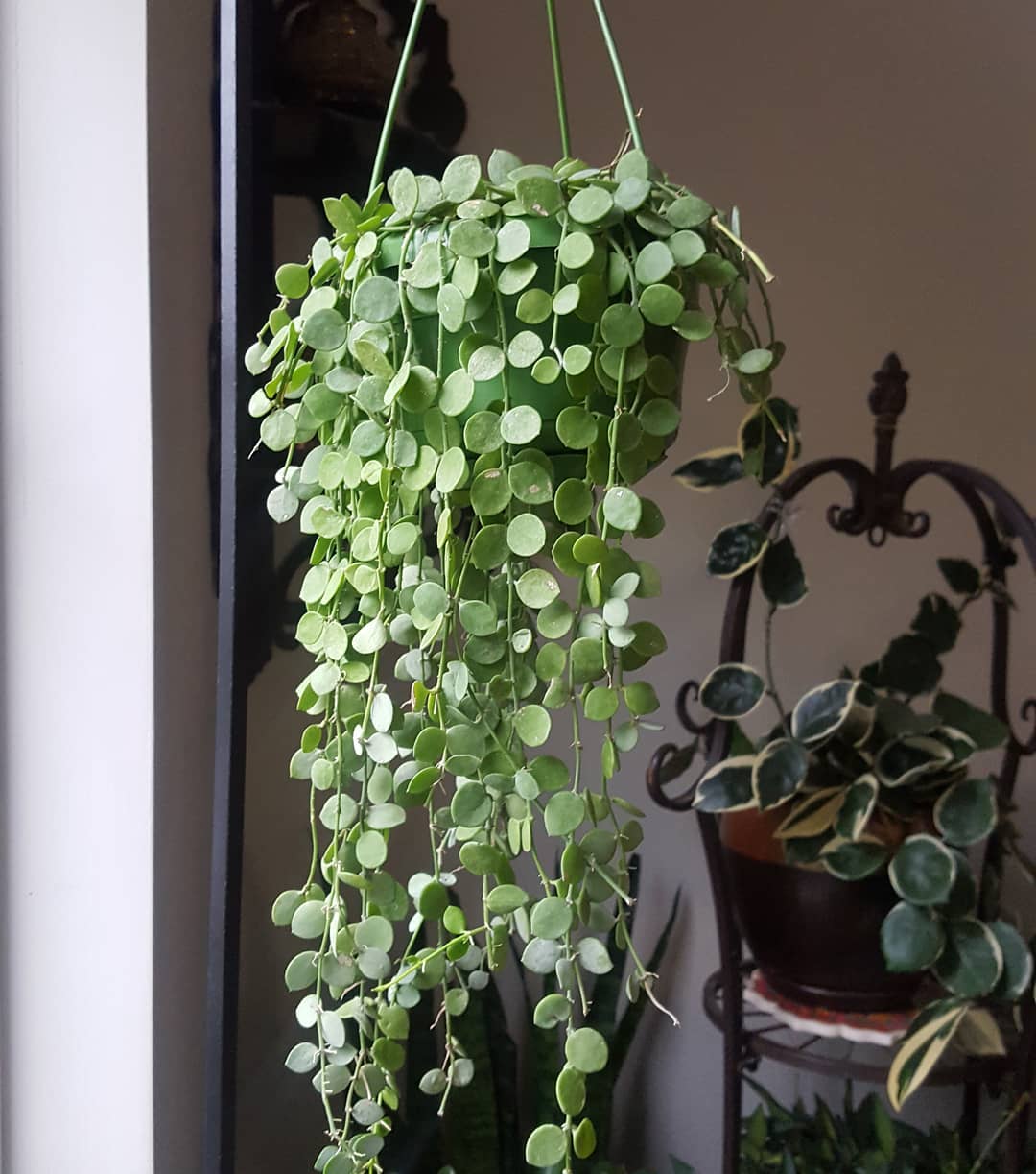String of Nickels (Dischidia nummularia)