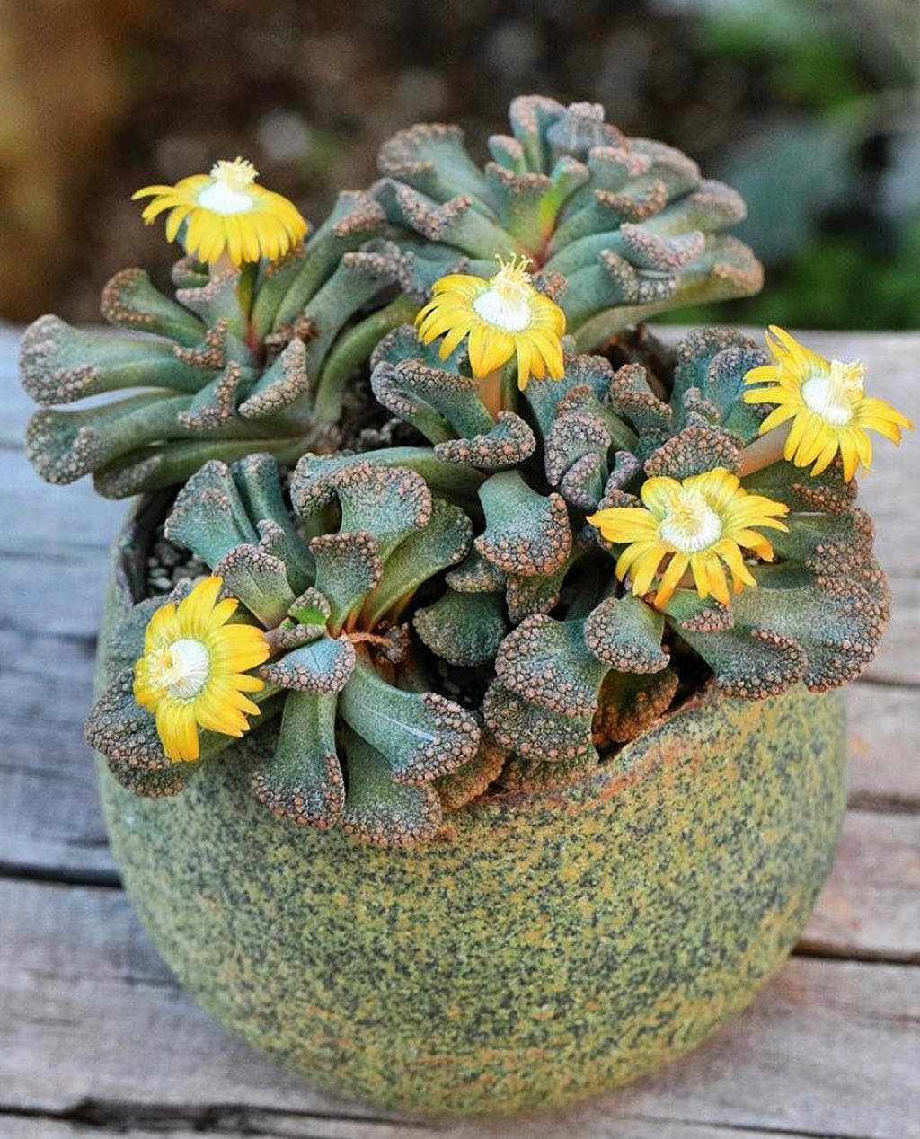 Titanopsis Calcarea (Living Rock)