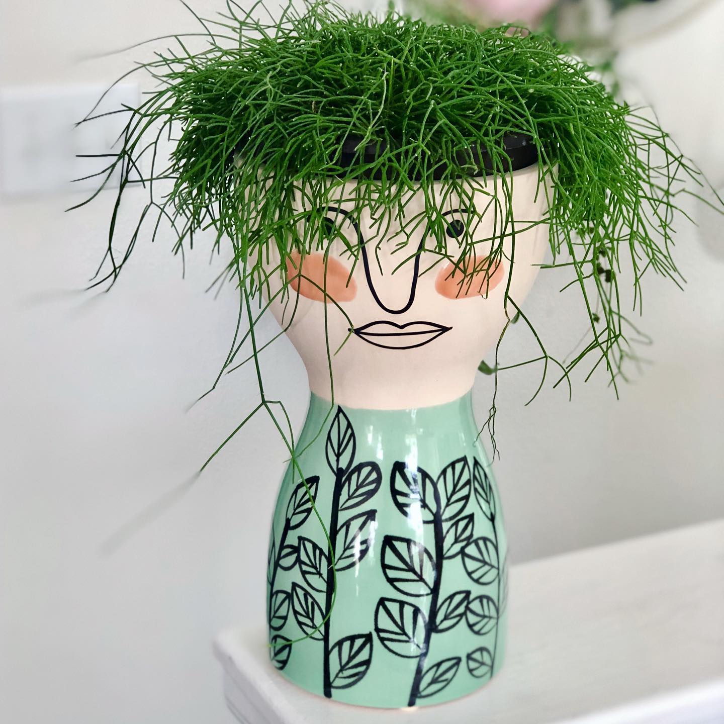 Mistletoe Cactus (Rhipsalis baccifera)