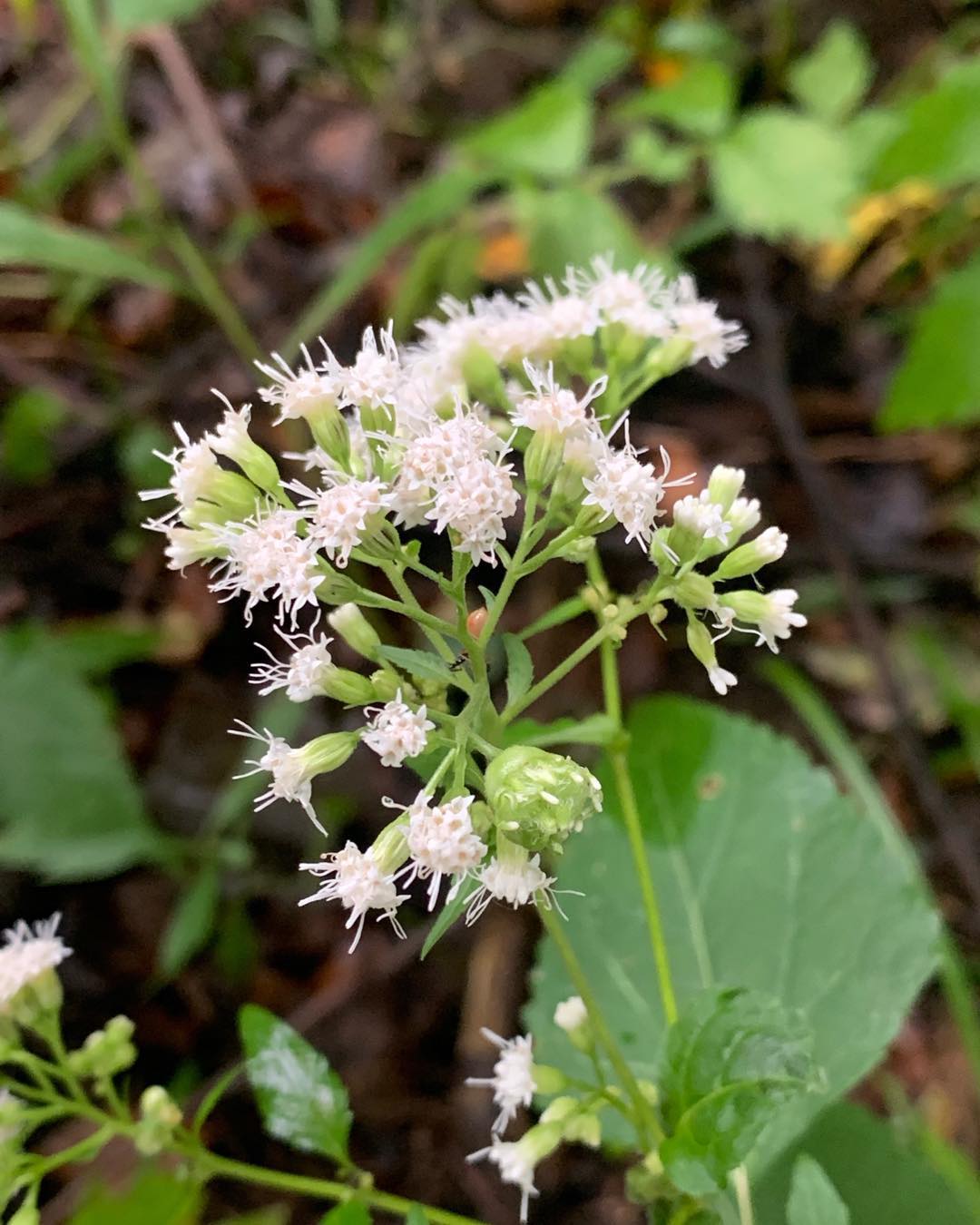 White Snakeroot (Ageratina altissima)
